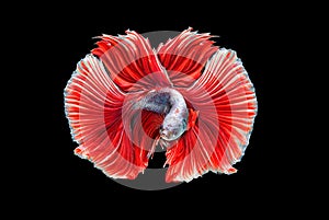 Beautiful colorsHalfmoon Betta capture the moving moment