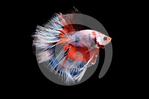 Beautiful colorsHalfmoon Betta capture the moving moment