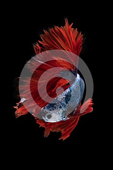 Beautiful colorsHalfmoon Betta capture the moving moment