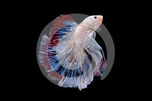 Beautiful colorsHalfmoon Betta capture the moving moment