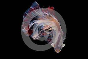 Beautiful colorsHalfmoon Betta capture the moving moment