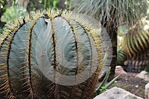Beautiful and Colossal cactus in the garden