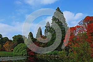 A beautiful and colouful Autumn woodland scene photo