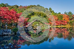 Beautiful colour leaves and reflection in the pond at Tenryuji temple.
