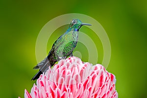 Beautiful colour scene from nature. Green-crowned Brilliant hummingbird, Heliodoxa jacula, near pink bloom with pink flower backgr