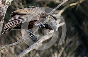 Beautiful, coloured, Kaka parrot perches on branch photo