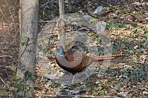 Beautiful coloured wild pheasant in a deciduous forest.