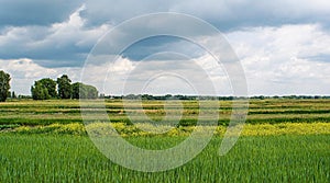 Beautiful colourful agriculture field under the dark cloudy sky