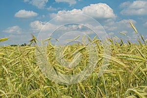 Beautiful colourful agriculture wheat field under the blue cloudy sky during summer season