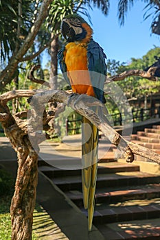 Beautiful colourful Ara Ararauna over tropical background. Blue-and-yellow macaw at Bali bird park ZOO. Blue-and-gold macaw, bird