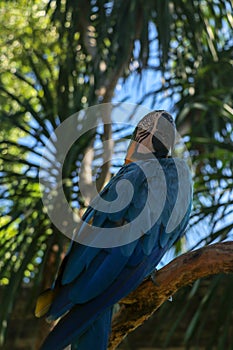 Beautiful colourful Ara Ararauna over tropical background. Blue-and-yellow macaw at Bali bird park ZOO. Blue-and-gold macaw, bird