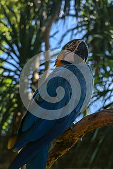 Beautiful colourful Ara Ararauna over tropical background. Blue-and-yellow macaw at Bali bird park ZOO. Blue-and-gold macaw, bird