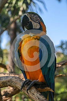 Beautiful colourful Ara Ararauna over tropical background. Blue-and-yellow macaw at Bali bird park ZOO. Blue-and-gold macaw, bird