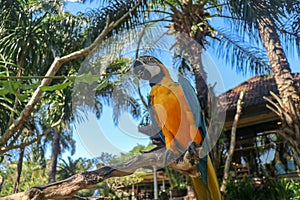 Beautiful colourful Ara Ararauna over tropical background. Blue-and-yellow macaw at Bali bird park ZOO. Blue-and-gold macaw, bird