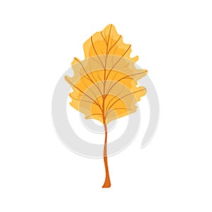 Beautiful colourful autumn leaf or fall foliage icon.