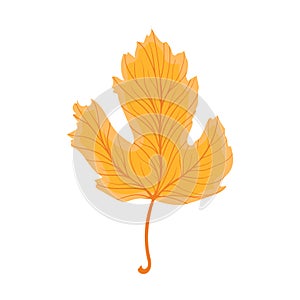 Beautiful colourful autumn leaf or fall foliage icon. Vector stock illustration