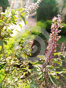 Beautiful colourful Basil flowers in winter season