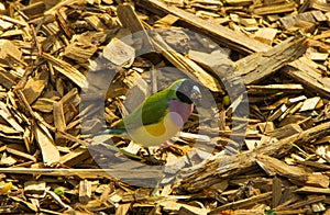 Beautiful Colourful Bird