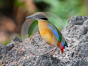 Beautiful colourful Blue-winged pitta of Tropical Forest