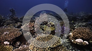 A beautiful and colourful coral reef seascape underwater