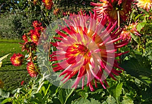 Beautiful colourful dahlia in the garden on a sunny day