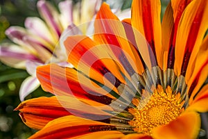 Beautiful colourful daisy flower close up