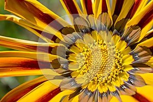 Beautiful colourful daisy flower close up