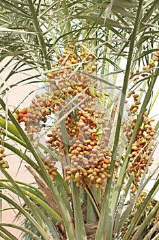 Beautiful colourful dates