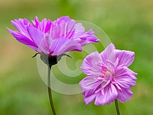 Beautiful colourful flowers