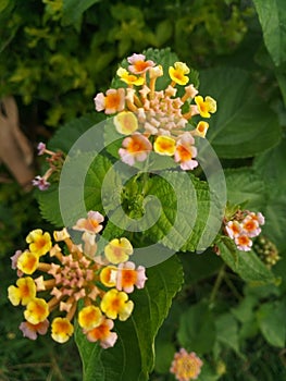 Beautiful colourful flowers in winter season