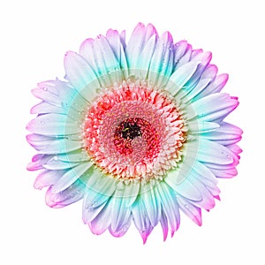 Beautiful colourful gerbera