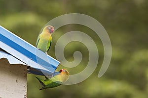 Beautiful colourful lovebirds playing at the roof of the house photo