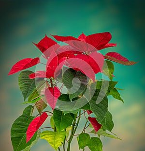 Beautiful colourful red leaf house plant