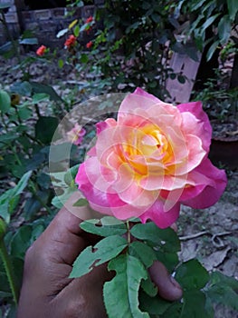 BEAUTIFUL AND COLOURFUL ROSE