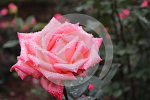 Beautiful colourful roses from the rose garden in Ooty Tamil Nadu India.