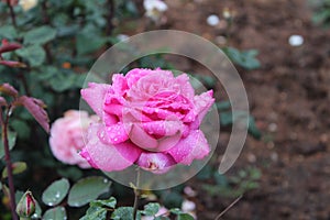 Beautiful colourful roses from the rose garden in Ooty Tamil Nadu India.