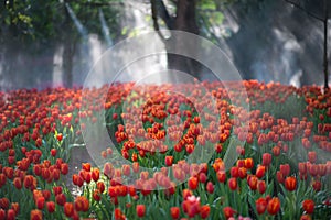 Beautiful colourful tulip flowers background in spring