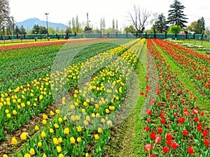 Beautiful colourful Tulip flowers are bloomimg in Tulip Garden in kashmir