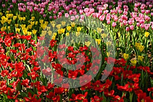 beautiful colourful tulip in the garden, natural background in springtime