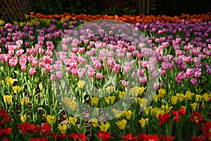 beautiful colourful tulip in the garden, natural background in springtime