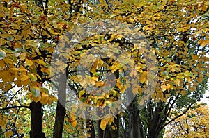 Beautiful colours of autumn in Queenstown Gardens