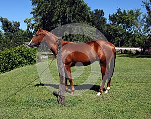 Beautiful Colt in Pen