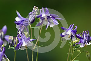 Beautiful columbine flowers in trendy color veri peri