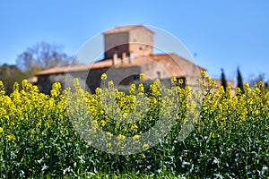 Beautiful colza flowers in spring