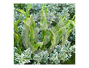 A beautiful combination of Hart`s-tongue fern Asplenium scolopendrium and Parennials shrub