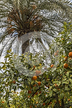 Beautiful combination of an orange tree with orange fruit and a palm tree