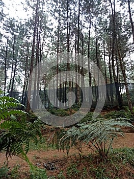 A beautiful, comfortable tourist spot, namely Guci Forest, Tegal Regency