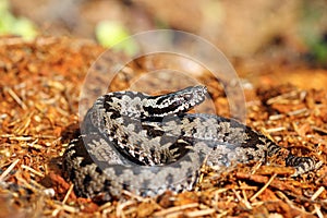 Beautiful common adder on forest ground