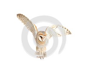 Beautiful common barn owl flying on white background