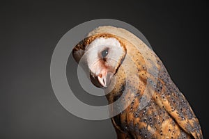 Beautiful common barn owl on grey background, closeup